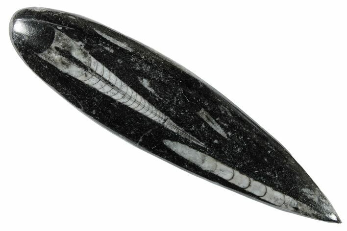 Polished Fossil Orthoceras (Cephalopod) - Morocco #216191